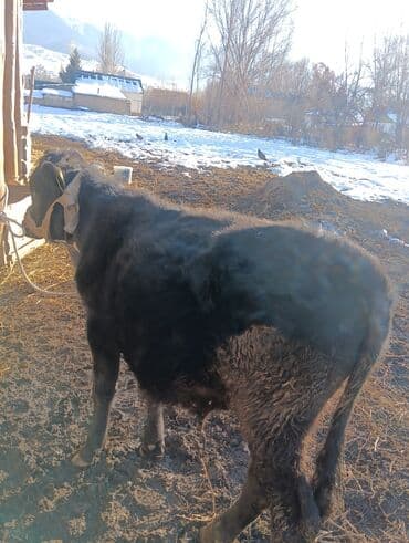 собаку в добрые руки: Продаю | Бык (самец) | На откорм — 8