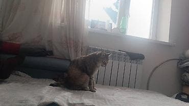 маленькие котики: Котята — пара очаровательных малышей Описание: - Два котёнка из — 10