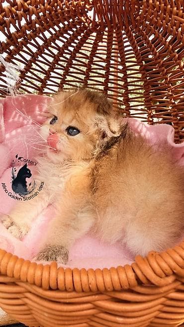 кошка котёнок: Скотиш Фолд (Шотландская вислоухая), 1 месяц, Мальчик, Золотая шиншилла, С документами, С прививками, Приучена к лотку — 3