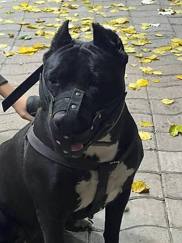 Отдам даром собаку: Питбуль, 3 месяца, Самец, С прививкой — 4