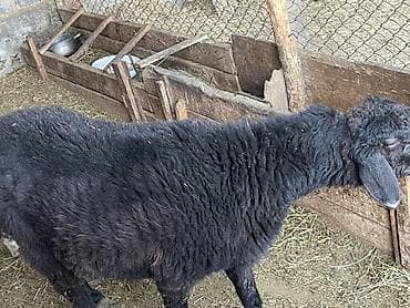 корм животным: Продаю | Овца (самка) | Для разведения | Матка — 1