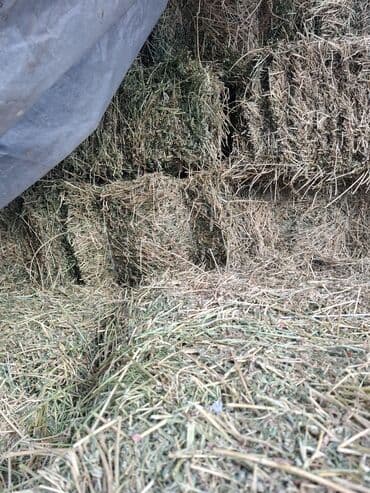 Сено в тюках - Прессованные тюки прямоугольной формы - Хранение под