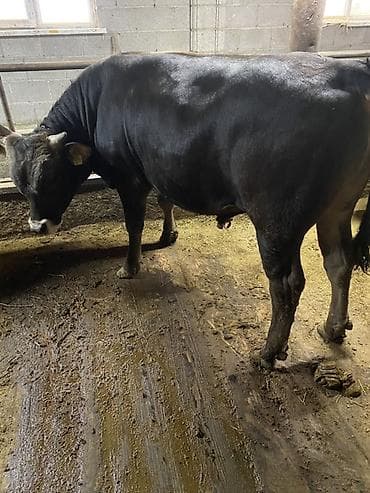 Ветеринар кызматы: Сатам | Бука (эркек) | Көбөйтүү үчүн | Асыл тукумдуу — 3