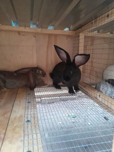 в связи с переездом отдам попугая жако в добрые руки: Продаю | Кролик самец | Фландр | Для разведения | Племенные — 11