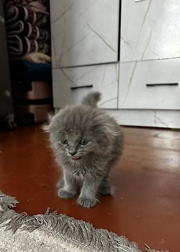 black cat: Продаётся шотландская прямоухая кошечка 🩶 Очень милая,пушистая и — 5