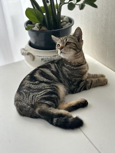 кошки шатланский: Девочка 4 месяца, порода скотиш страйт🥰 Котёнок с ярким тигровым — 1