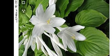 кой аштоо: Хоста подорожниковая — 1