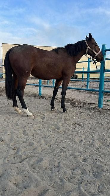 Продам с/х животных: Продаю | Жеребенок | Дончак | Конный спорт | Племенные — 1