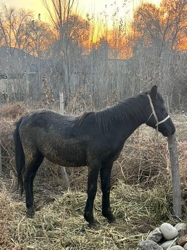 в связи с переездом отдам попугая жако в добрые руки: Продаю | Кобыла (самка) | Полукровка | Рабочий — 7