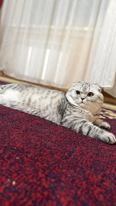 Шотландская вислоухая кошка (Scottish Fold) - Окрас: серебристый — 1