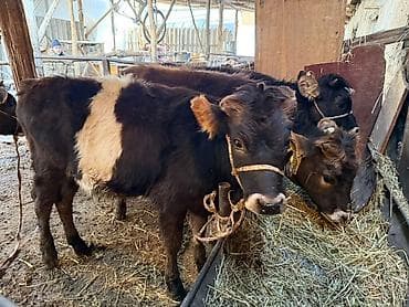 продаю осёл: Продаю | Бык (самец), Тёлка | Для разведения | Привязанные — 5