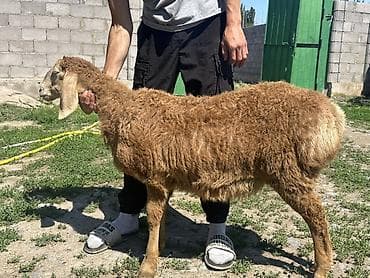 щпиц собака: Продаю | Овца (самка) | Для разведения | Матка — 7