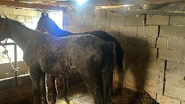 улуу тоо: Сатам | Байтал | Көбөйтүү үчүн — 3