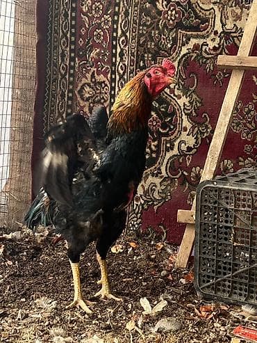 дакан бойцовые: Дакан короз сатылат бир тулок чон короз вес 5 кг реальный алам — 3