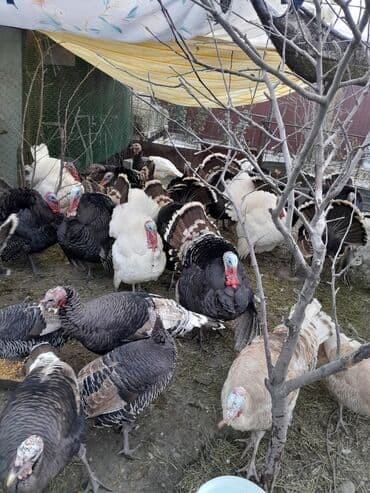 продам домик для кошки: Продаются индюки породистые на разведение и на забой! Крупные и — 6