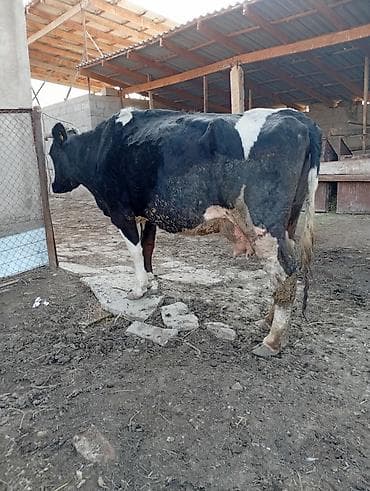 Продаю | Корова (самка) | Голштин | Для молока | Искусственник