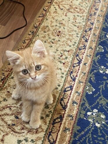 купить вислоухого котенка в бишкеке: Отдам котят даром в добрые руки Эти котята станут дружелюбными — 2