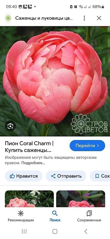 корейский апаловка: Пион Корал Шарм- в прошлом году- первое цветение — 1