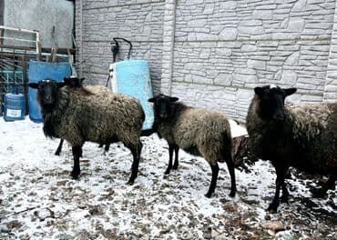 продать животных: Продаю | Овца (самка), Ягненок, Баран (самец) | Гиссарская, Долан, Меринос | На забой, Для разведения, Для шерсти | Племенные, Котные, Осеменитель — 3