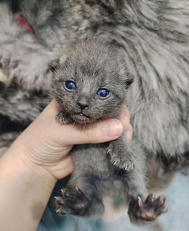 шотландская кошка цена бишкек: 🐾 Открыто бронирование на шотландских котят! 🐾 Родились 15.05.26 Наша — 4