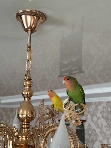 Иттер: Пара неразлучников (агапорнис) с клеткой. Отдадим в хорошие руки за — 1