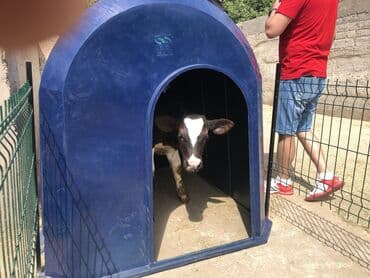 на ферме есть куры козлы и коровы: Домики для телят. Ферма, корова, стельная, молоко, ветеринар, телята — 1