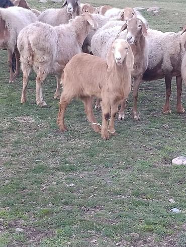 ат данчак: Продаю | Козлёнок | Битал | Для разведения | Племенные — 3