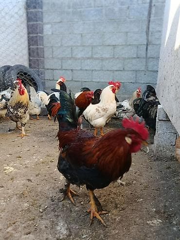 несушки курица: Продаю | Куры | Домашняя | Несушки — 5