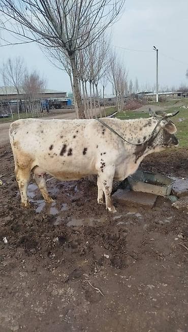 А/ч жаныбарларын сатып алам: Сатам | Уй (ургаачы) | Сүт алуу үчүн | Байланган — 2