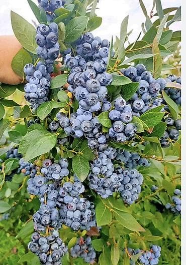 поделки на осень: Саженец голубики сорт с крупными гроздьями ягод - Тип: садовый — 2