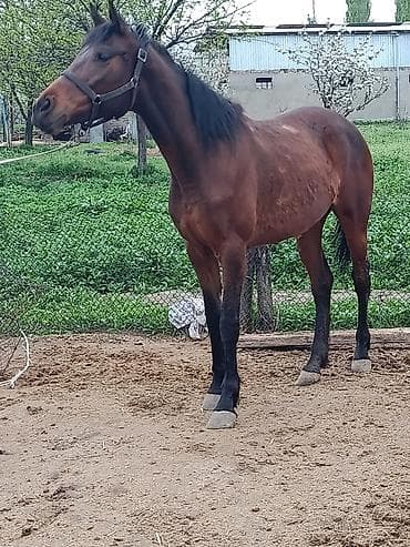 Продаю | Жеребец | Конный спорт