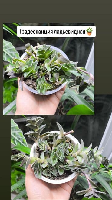 доставка цветов: РАСПРОДАЖА 🔥🔥🔥🔥 Продаю комнатные растения, цветы . РАСПРОДАЖА 🔥🔥🔥🔥 — 9