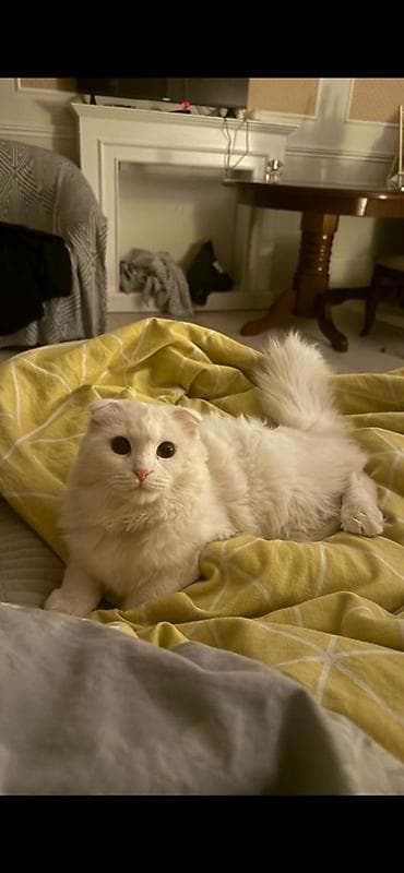 шотландский кошка: Вязка!!! Белоснежный Скоттиш Фолд вислоухий длинношёрстный.Мальчик — 3