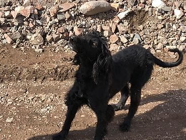 отдам даром попугая жако: Собака даром: 9 месяцев, Самка — 1