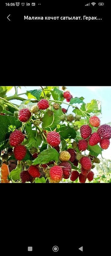 Продам саженцы малины.кочот сатылат.отличный сорт.4