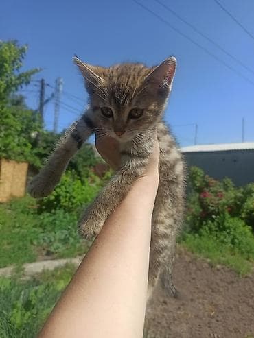 Котёнок метис, мать обычная, отец бенгал. Мальчик ищет родителей