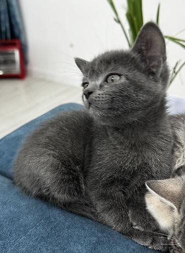 кошка вислоухая серая: Отдам бесплатно, только в добрые руки. Котенок - мальчик, полукровка — 1