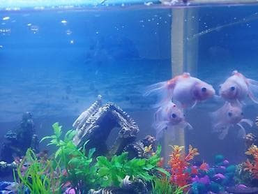 Аквариумы: Продаем аквариум вместе с тремя рыбками 🐠 Рыбки молодые, шустрые и — 2