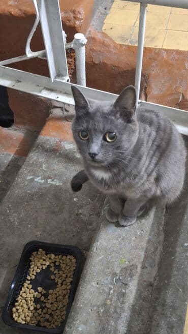 сколько стоит кошка породы мейн кун: Кошка даром: Беспородная, 3 месяца, Девочка — 10