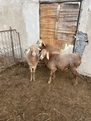Продаю | Овца (самка), Ягненок | Арашан | Для разведения | Племенные, Ярка, Ягнившаяся at lalafo.kg Продаю | Овца (самка), Ягненок | Арашан | Для разведения | Племенные, Ярка, Ягнившаяся