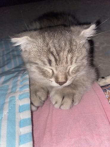 scottish fold: Скотиш Фолд (Шотландская вислоухая), 3 месяца, Девочка, Приучена к лотку — 6