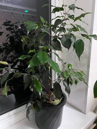 Гулдор сатылат 700, 1000 сомдуктар бар келип коруп тандайсынар