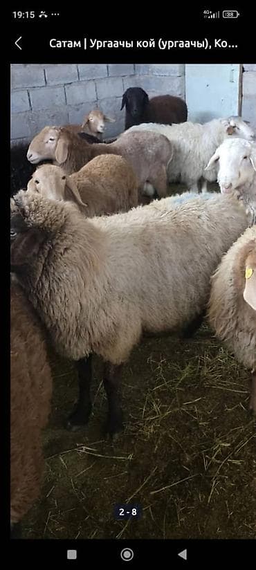 Продаю | Овца (самка) | Для разведения | Матка