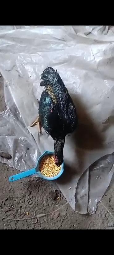 порода собак: Продаю | Петух | Для разведения — 3