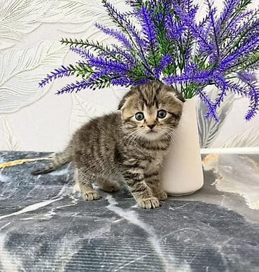Продажа кошек: Шотландские котята (скоттиш-фолд/скоттиш-страйт), окрасы: мраморный — 1