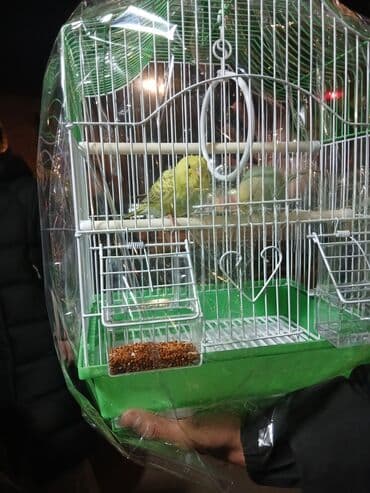 продаю попугая: Папугаы — 1