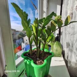 мишура цена бишкек: Доллоровое дерево 1000 сом . район Ахунбаева Молдыбаева — 2