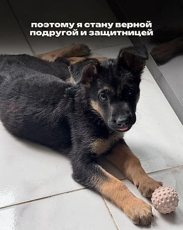 собаки каракол: Ит бекер берилет: Немис овчаркасы, 2 айлык, Ургаачы — 5