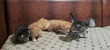 Үй жаныбарлары: Котята, помёт из 5 малышей, 2 рыжих мальчика, 1 тигровый мальчик, 1 — 6