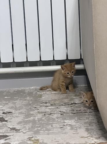 лоток для котенка: Отдам в хорошие руки, котят! Есть 2 мальчика! К лотку приучены! — 1